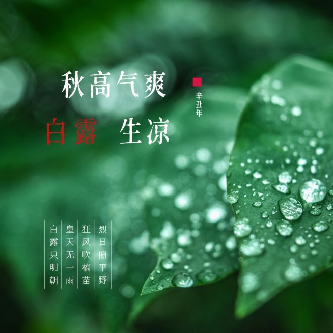 晒图实景叶子露水秋高气爽白露生凉预览效果