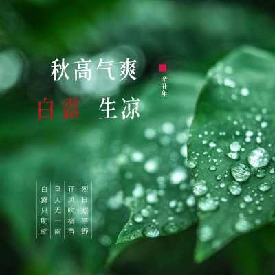 晒图实景叶子露水秋高气爽白露生凉