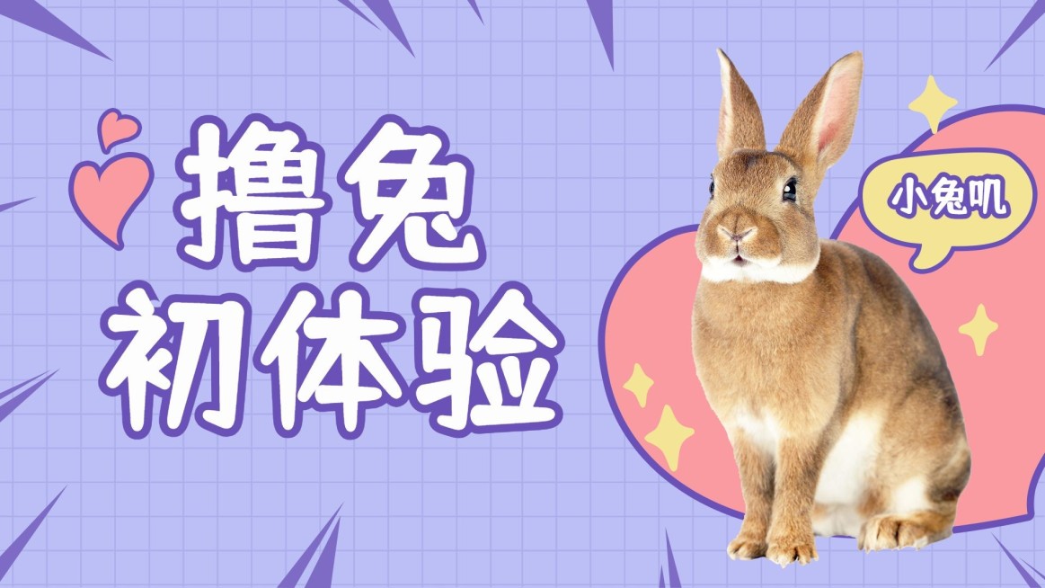 宠物兔萌宠简约可爱横版视频封面预览效果