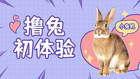 宠物兔萌宠简约可爱横版视频封面