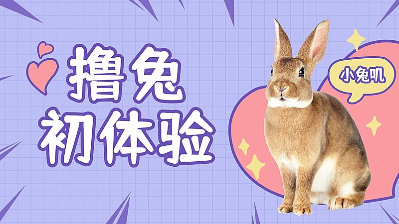 宠物兔萌宠简约可爱横版视频封面