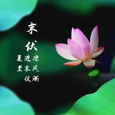 三伏天末伏祝福实景莲花方形海报