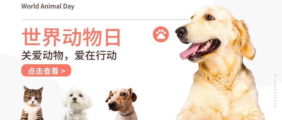 宠物关爱动物保护爱护公众号首图预览效果