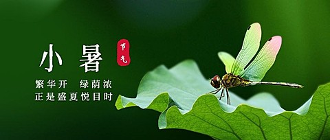 小暑节气祝福蜻蜓夏天公众号首图