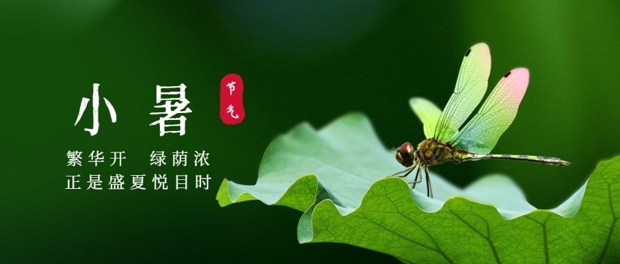 小暑节气祝福蜻蜓夏天公众号首图