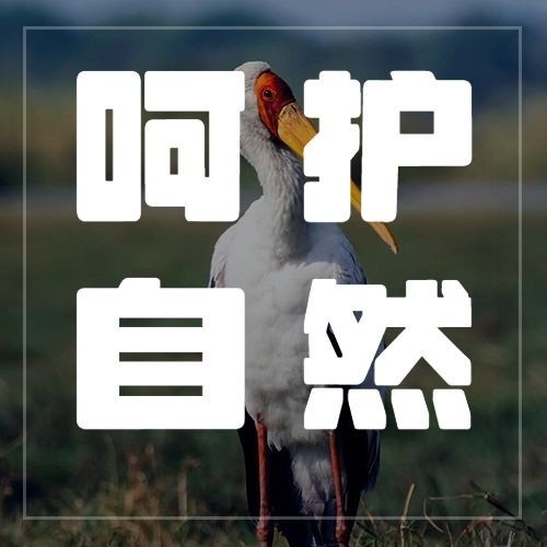 国际生物多样性日公众号次图预览效果