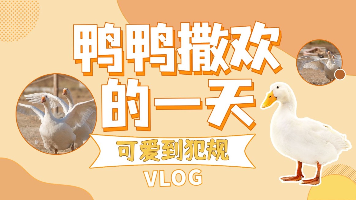 宠物鸭萌宠可爱简约横版视频封面预览效果