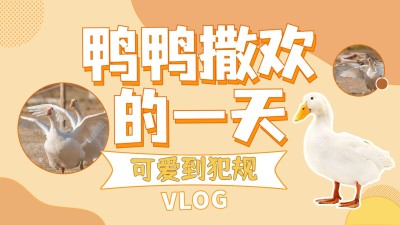 宠物鸭萌宠可爱简约横版视频封面