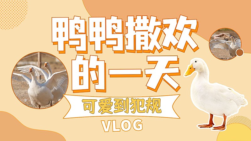 宠物鸭萌宠可爱简约横版视频封面