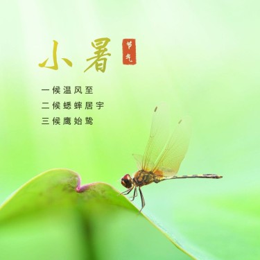小暑节气祝福夏天实景蜻蜓方形海报