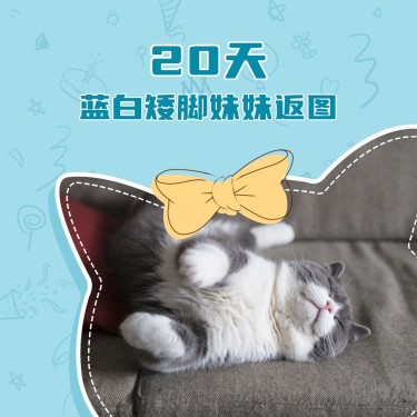 宠物/可爱卡通/猫咪展示/方形海报