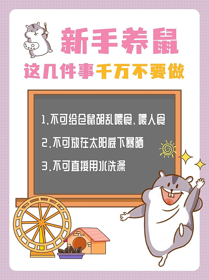 仓鼠宠物饲养知识科普小红书封面