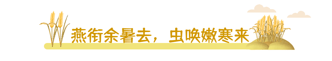 通用秋分节气麦穗简约动态分割线预览效果