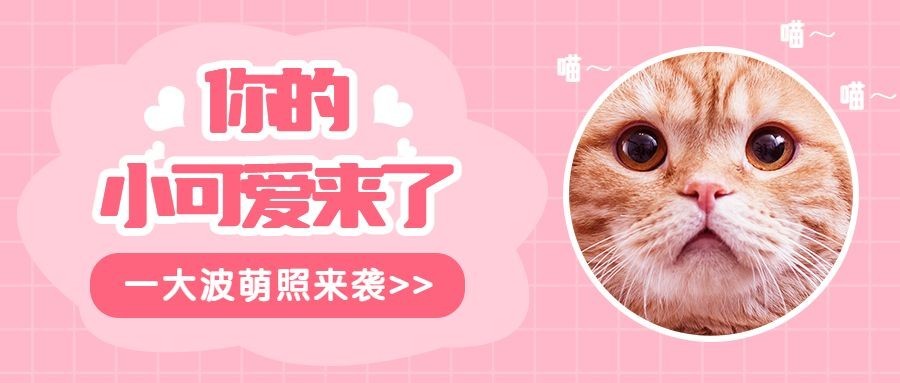 萌宠宠物店可爱实景主图公众号首图预览效果