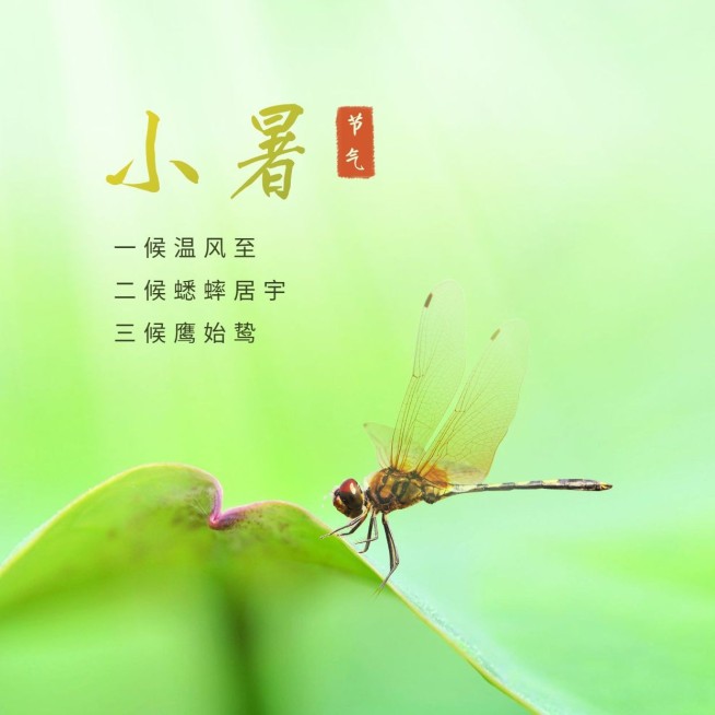 小暑节气祝福夏天实景蜻蜓方形海报预览效果