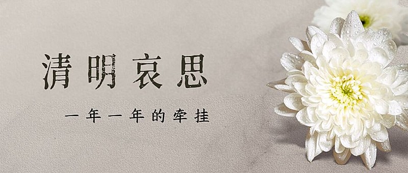 清明节追思悼念菊花实景公众号首图
