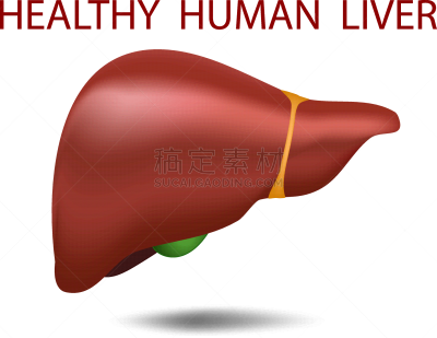 白色背景,三维图形,生理学,肝脏,静脉滴注,人,新陈代谢,厚的,图像,写实