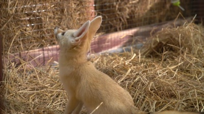 Fennec Fox或Desert Fox