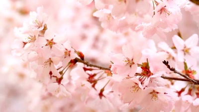 樱花在风中绽放。