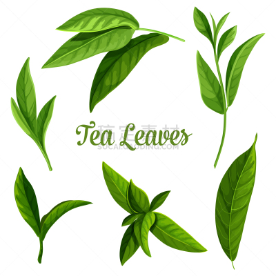 绿色,黑色,茶叶,植物群,茶,饮料,斯里兰卡,香料,环境,设计