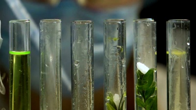 实验室生物学家用植物样品向试管中加入液体，GMO实验