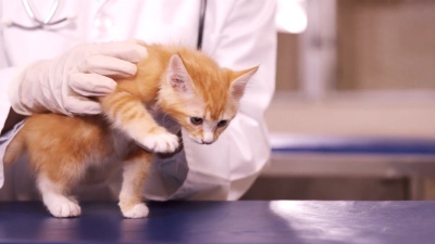兽医抱猫