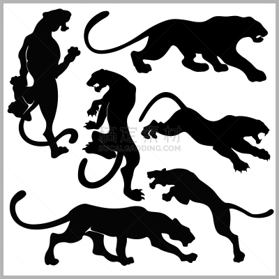 野猫,可爱的,野生动物,猎豹,彪马,哺乳纲,动物,美洲豹,搬迁,剪影