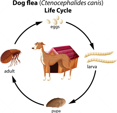 犬蚤,白色背景,新生活,可爱的,活力,健康保健,脚踏车,狗,图表,自行车