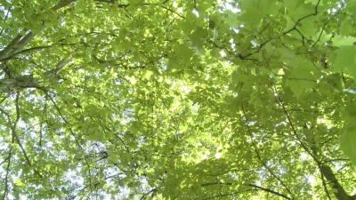  起重机 树顶
