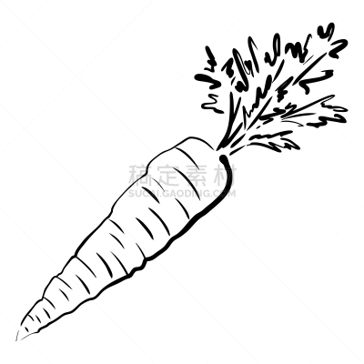 蔬菜,食品,熟的,胡萝卜,草图,绘画插图,矢量,分离着色,有机食品,瘦身