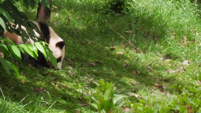 树上可爱的熊猫宝宝