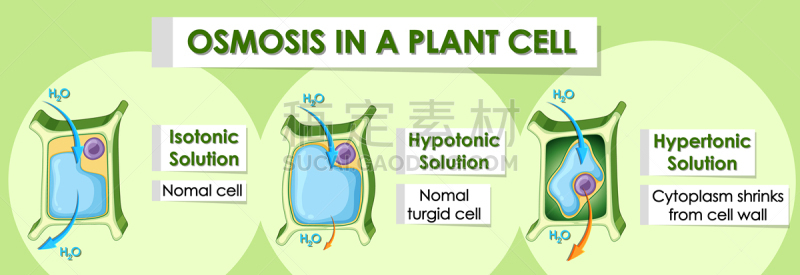 图表,植物细胞,大特写,生物学,自然,低渗溶液,环境,全景,图像,艺术
