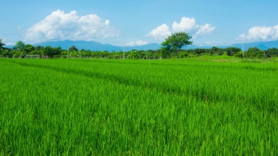 稻田和房子的美景