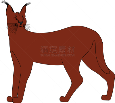 狞獾,褐色,可爱的,性格,自然,野生动物,图像,矢量,动物,猫