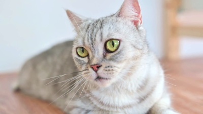 慢动作镜头特写可爱的短毛猫躺在地板上的肖像。