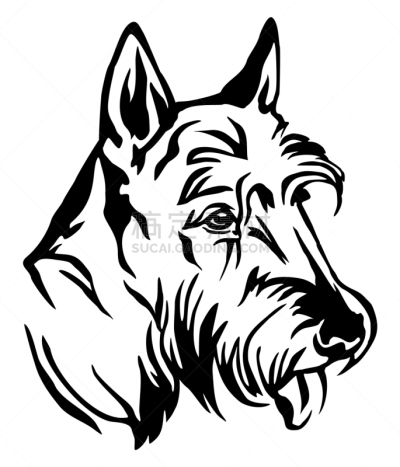华丽的,狗,苏格兰粗毛猎狐犬,注视镜头,可爱的,纯种犬,梗犬,摆拍,肖像,服从