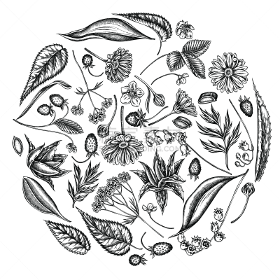 芦荟,缬草属植物,草莓,黑白图片,金盏草,圆形,刺荨麻,花纹,铃兰,野金盏花