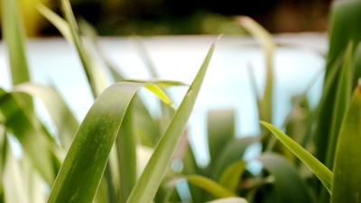 法国夏令营池边的植物