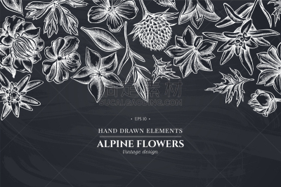 风铃草属,火绒草,花纹,白垩,传统,植物群,天竺葵,春天,复古,绘制