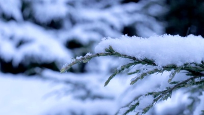 冬季下雪的杜松早午餐