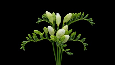 小苍兰开花