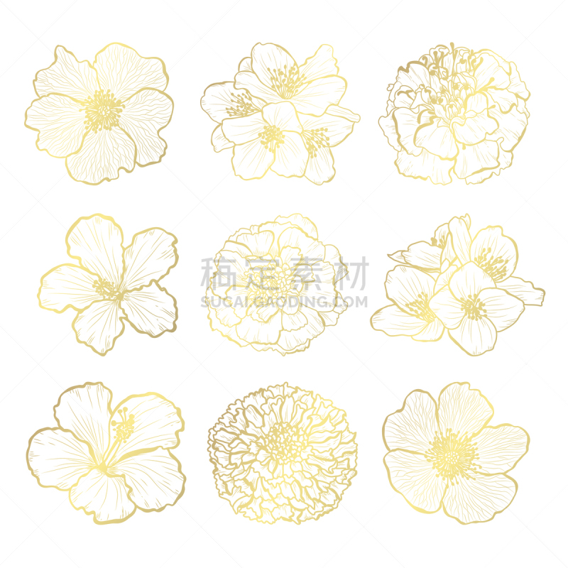 黄金,茉莉,插画,请柬,事件,周年纪念,植物群,插花,问候,排列