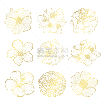 黄金,茉莉,插画,请柬,事件,周年纪念,植物群,插花,问候,排列