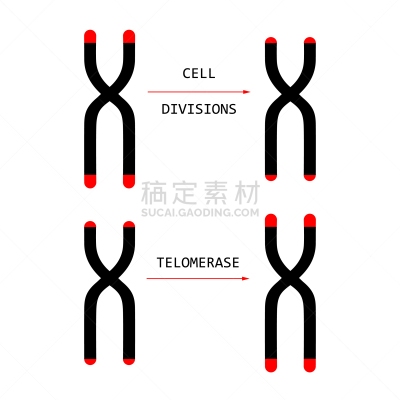 染色体,端粒,末端酶,生物学,健康保健,人,长度,生物科技,染色单体,结束