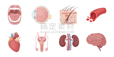 人,计算机图标,人类的生殖器官,矢量,舌头,人类腺体,图像,收集,布置