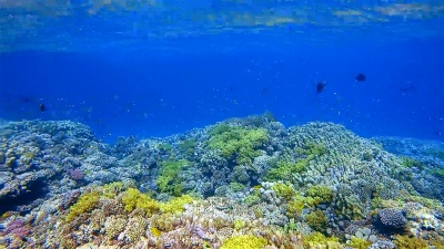 Marsa Alam附近红海上珊瑚礁上的海洋生物和许多热带鱼类