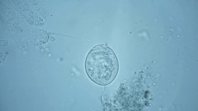 微生物，显微镜下水族馆的居民，就像一个外来有机体