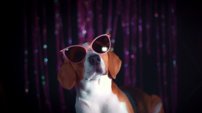 带着凉爽太阳镜的 生日比格犬