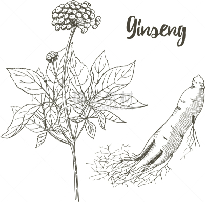 草图,Ginseng,草药,白色背景,分离着色,生物学,白色,华丽的,图像,装饰