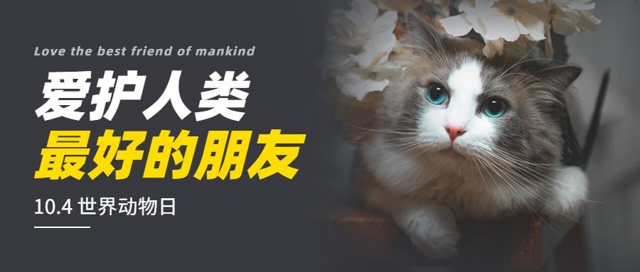 世界动物日动物保护爱心公益宣传实景公众号首图